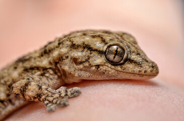 Tarentola mauritanica a gecko is shown in my hand
