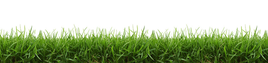 Fototapeta premium Close- up view of growing grass. Green grass on transparent background. 