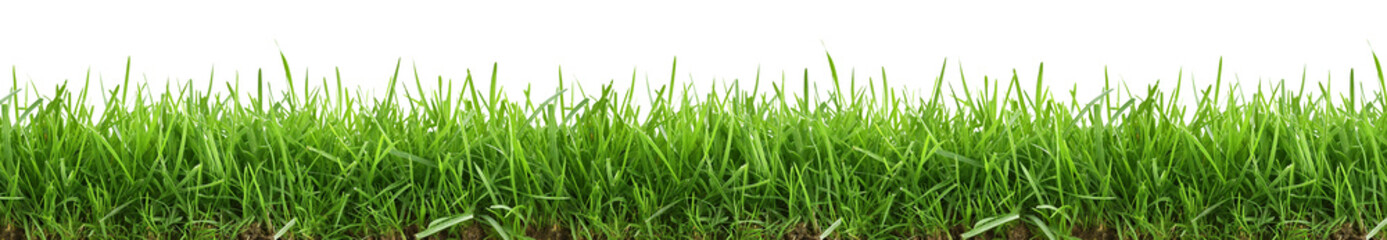 Green grass on transparent background.