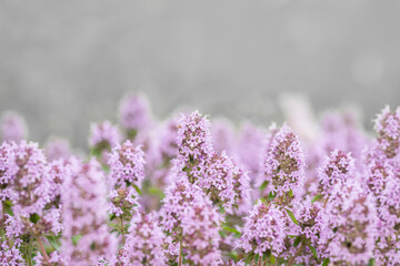 Lemon thyme in bloom (Thymus pulegioides). Copyspace.