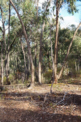 Fototapeta premium australian bushland in historic gold diggings region of Castlemaine