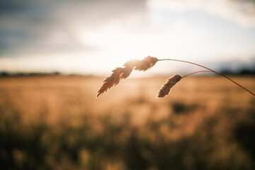 Summer vibes in the field