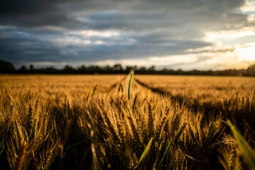 Obraz premium Detail-Aufnahme einer Weizen-Ähre im Sonnenuntergangs-Licht auf einem Feld