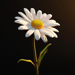 A white daisy is shown against a black background.