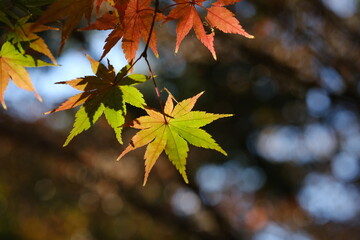 色づく紅葉