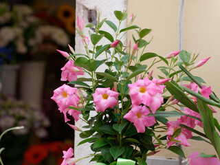 detail of beautiful plants displayed outside by a florist