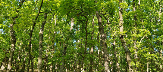 Panoramic photo of a green oak forest.