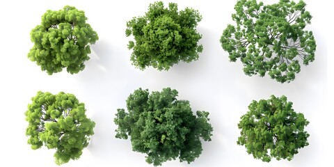 3D Trees Seen from Above on White Background