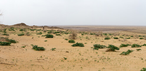 View of the Kyzylkum desert