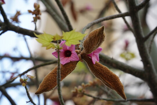 Brachychiton discolor or Lacebark Tree Flower pink