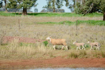 A ewe leads her lambs to the waterhole.