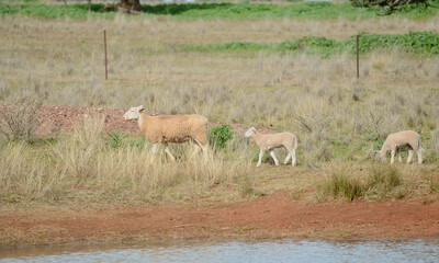 A ewe leads her lambs to the waterhole.