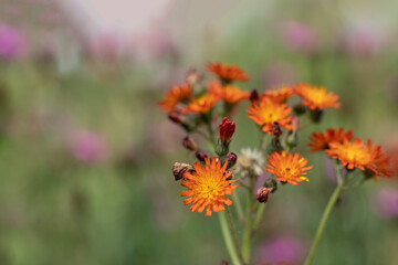 Orange flowerhead of hawkweed (Pilosella aurantiaca). Copyspace.