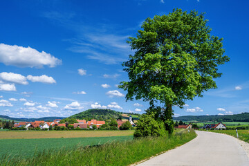 Lonely tree at a country road near Harburg