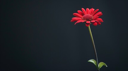 Red daisy on green stem with black background and space for text