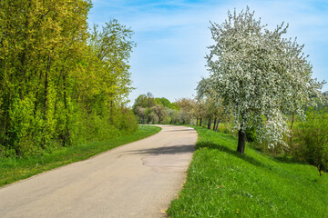 Spring scenic with a flowering tree