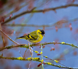 Yellow male black-headed goldfinch