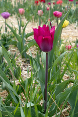 Naklejka premium Bright purple tulip in a sunny meadow with blurry background