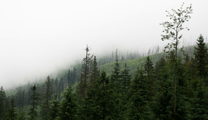 Morskie oko szlak © Michallask1