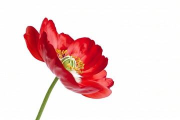 Fototapeta premium Red Bougainvillea Isolated on White Background. Beautiful Bougainvillea Flower