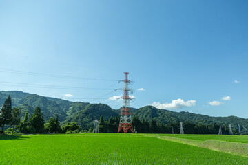 田んぼ風景の中に一本たたずむ送電線と青空の日本の農村風景