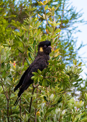 Black cockatoo in a tree 