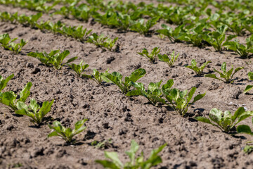 a field with white beetroot for the production of white beet sugar