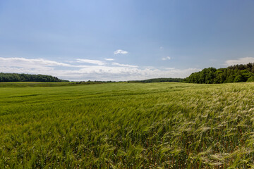 unripe barley ears in spring