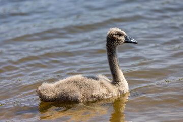 young swans in gray down swim on the lake