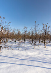 drifts of pure white snow in an apple orchard