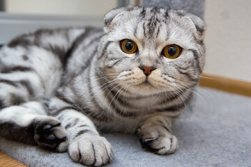 portrait of a gray tabby Scottish fold cat lying on the floor