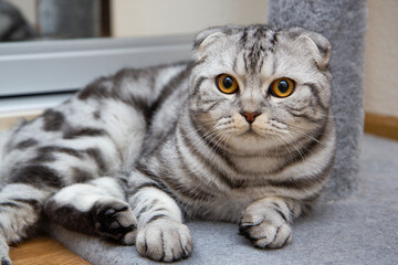Naklejka premium portrait of a gray tabby Scottish fold cat lying on the floor