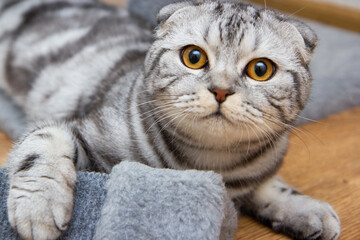 portrait of a gray tabby Scottish fold cat lying on the floor