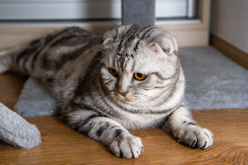 portrait of a gray tabby Scottish fold cat lying on the floor