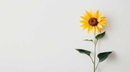 Sunflower against white backdrop
