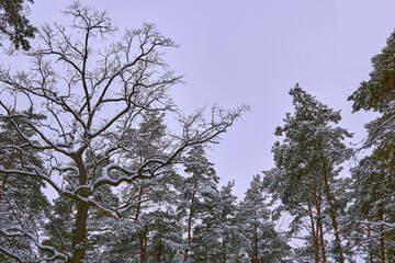 Peace,silence.Tops of green pine trees covered with snow,cloudy sky