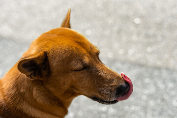 Dog licks nose with his tongue. Red dog. Dog food advertisement. Portrait of a beautiful clever adult dog. Close up muzzle.  