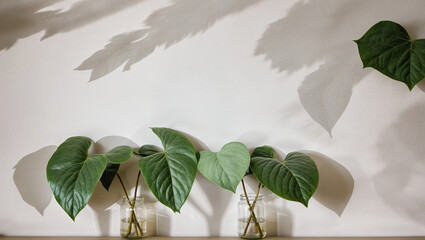 Palm leaves