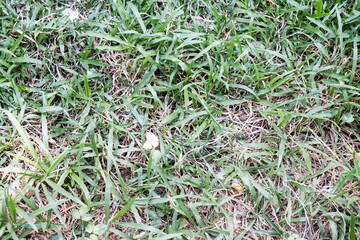 Outdoor green grass. Green grass with soil as nature background