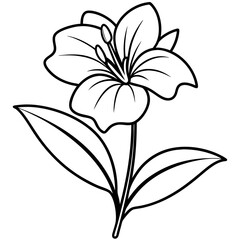  Line art of Evening Primrose flower 