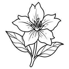  Line art of Evening Primrose flower 