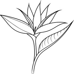 Line Art of Bird of Paradise Flower