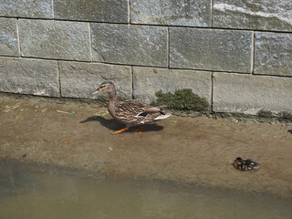 female mallard wild duck with duckling