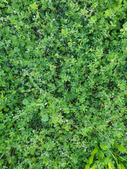 Fototapeta premium green meadow background