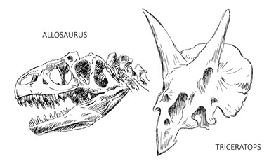 Dinosaur skull skeleton. Allosaurus and triceratops lizard. Scary monster predator with teeth. Science of paleontology. Black and white vector illustration sketch. Hand drawn ink on white background © Mikhail