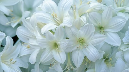White flowers that are completely pure