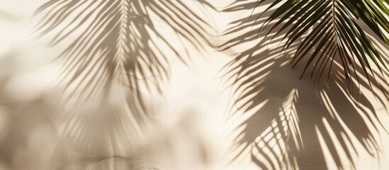 Obraz premium Shadow cast on sand by palm tree leaves, Coconut palm leaf shadow on sandy beach backdrop. Overhead view with space for text, Perfect for summer holiday theme.