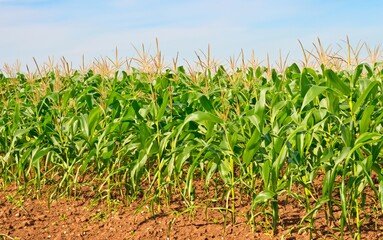 corn field in the morning, view of corn field