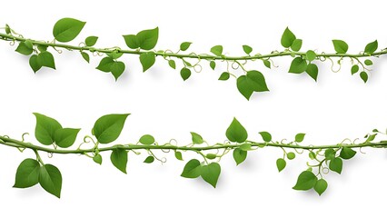 Obraz premium Long horizontal green vine tendrils isolated on a white background. Natural foliage element for design and print