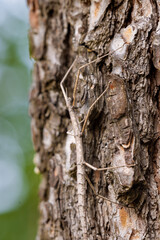 The European stick insect (Bacillus rossius) on a pine tree